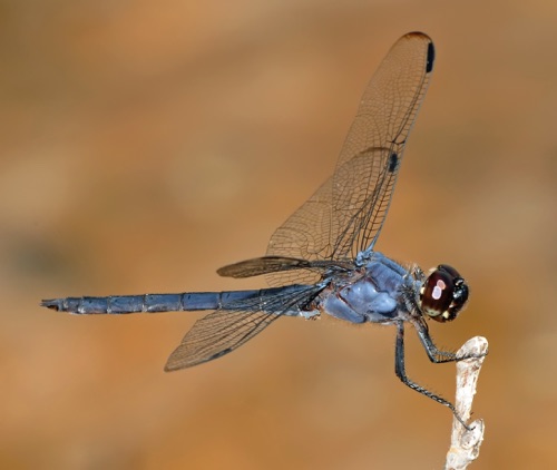 Male
2009_07_29_Floyd